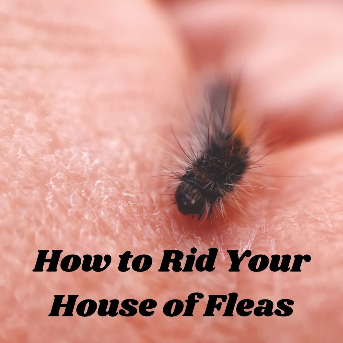 How to Rid Your House of Pesky Fleas