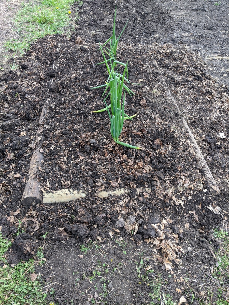 onion-box-perennial-onion-growing