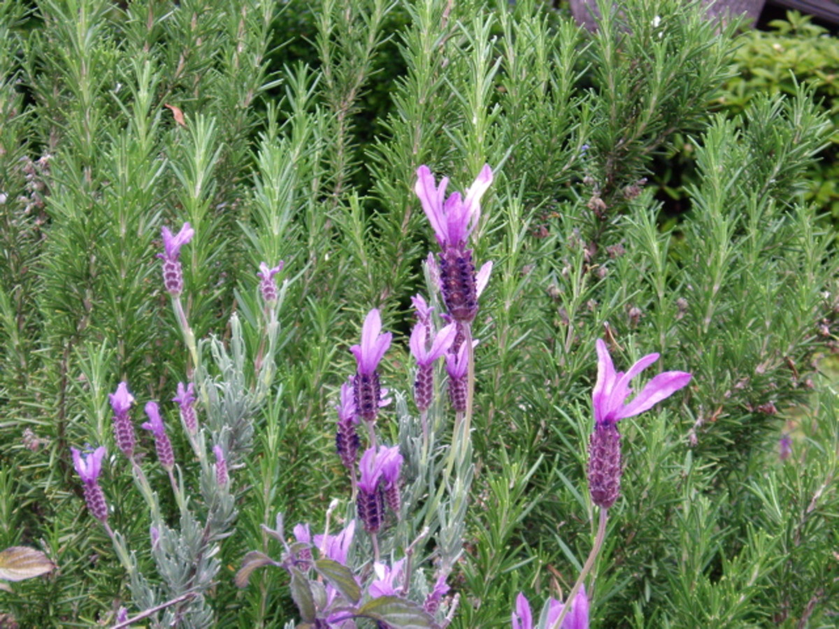 Lavendar with rosemary behind it. Both make great essential oils for the skin.