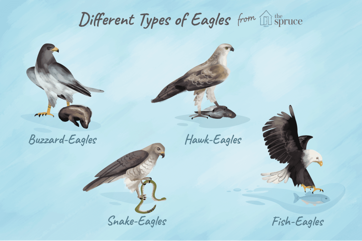 interesting-facts-about-eagles-you-could-not-know-before