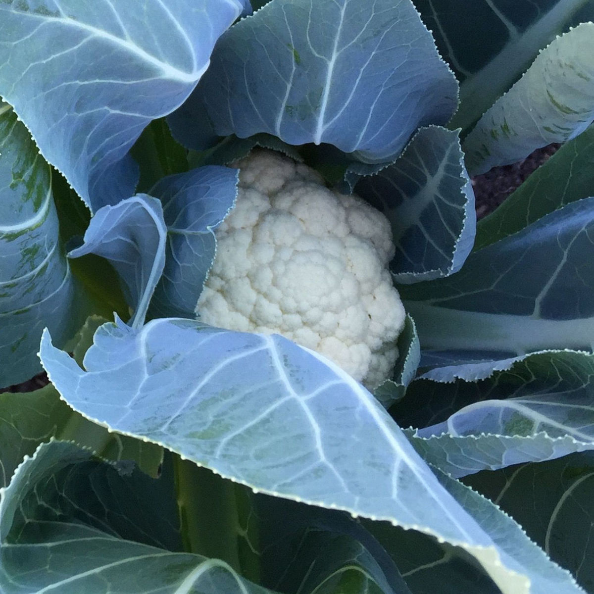 One of my baby cauliflower heads, just beginning to mature.