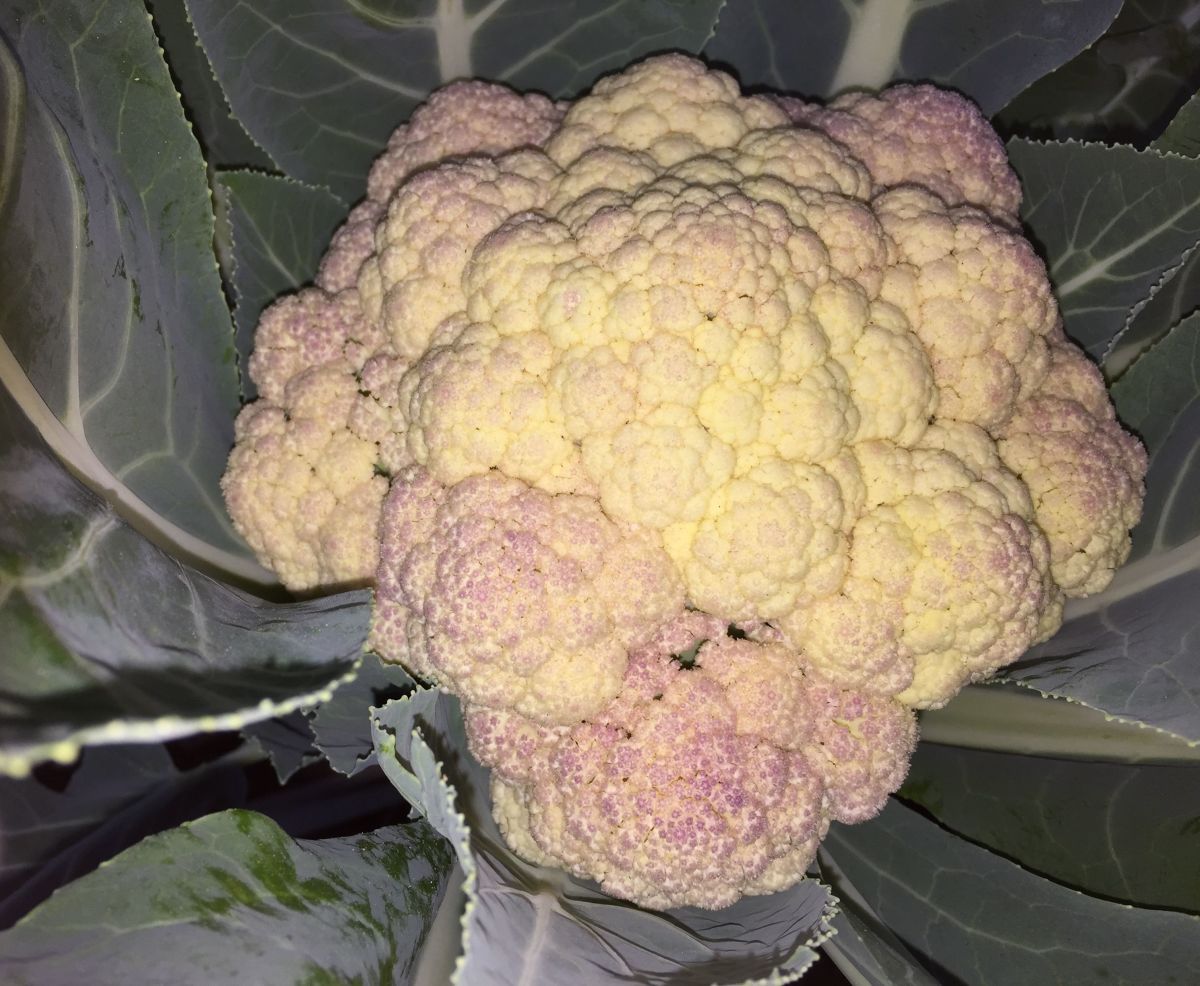 This cauliflower has turned pink from being exposed to sunlight. It will be toxic if eaten. Next time, I will know not to let the sun shine on the heads.