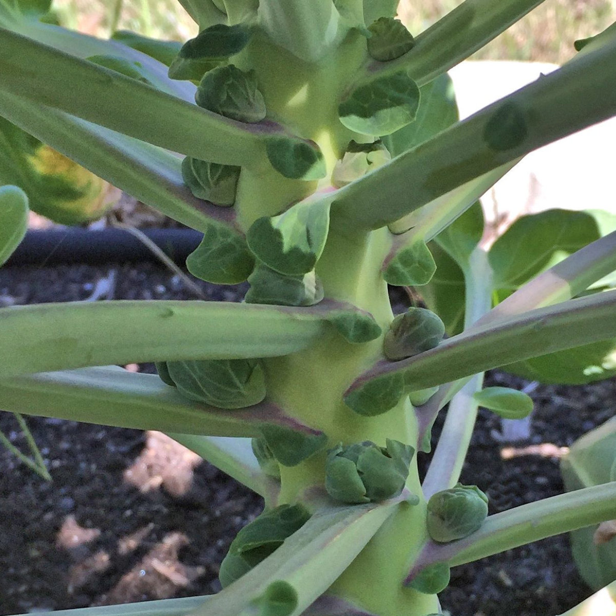 Baby Brussels sprouts growing in our little garden