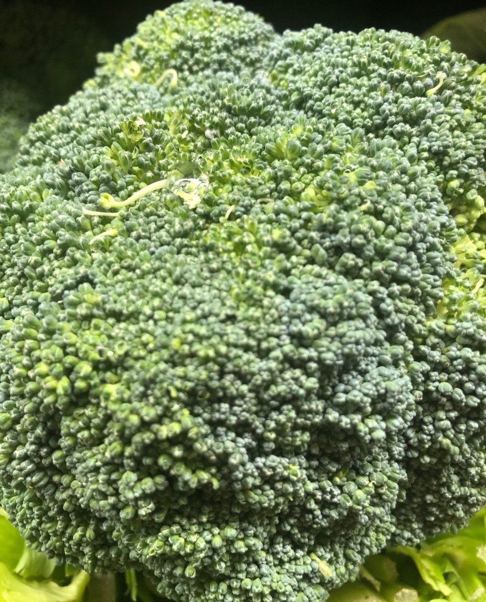 A beautiful broccoli head ready to cook or to eat raw in broccoli salad