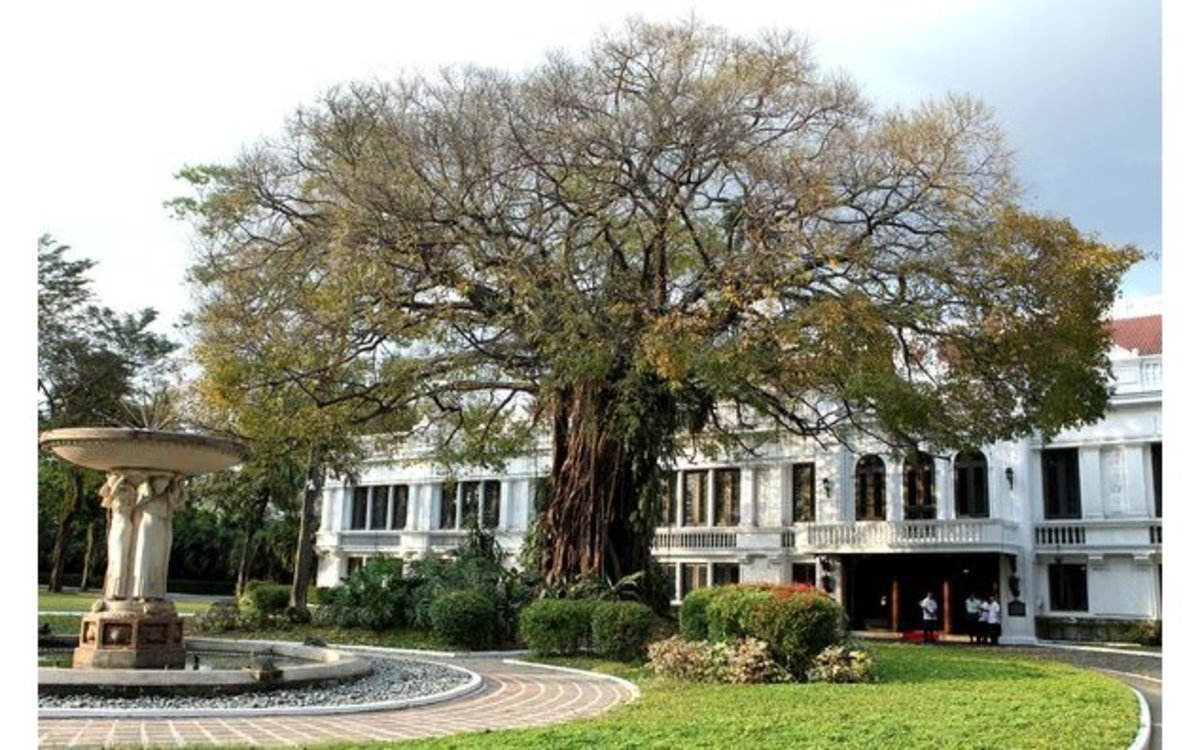 总统宫殿里的百岁巴雷特树。