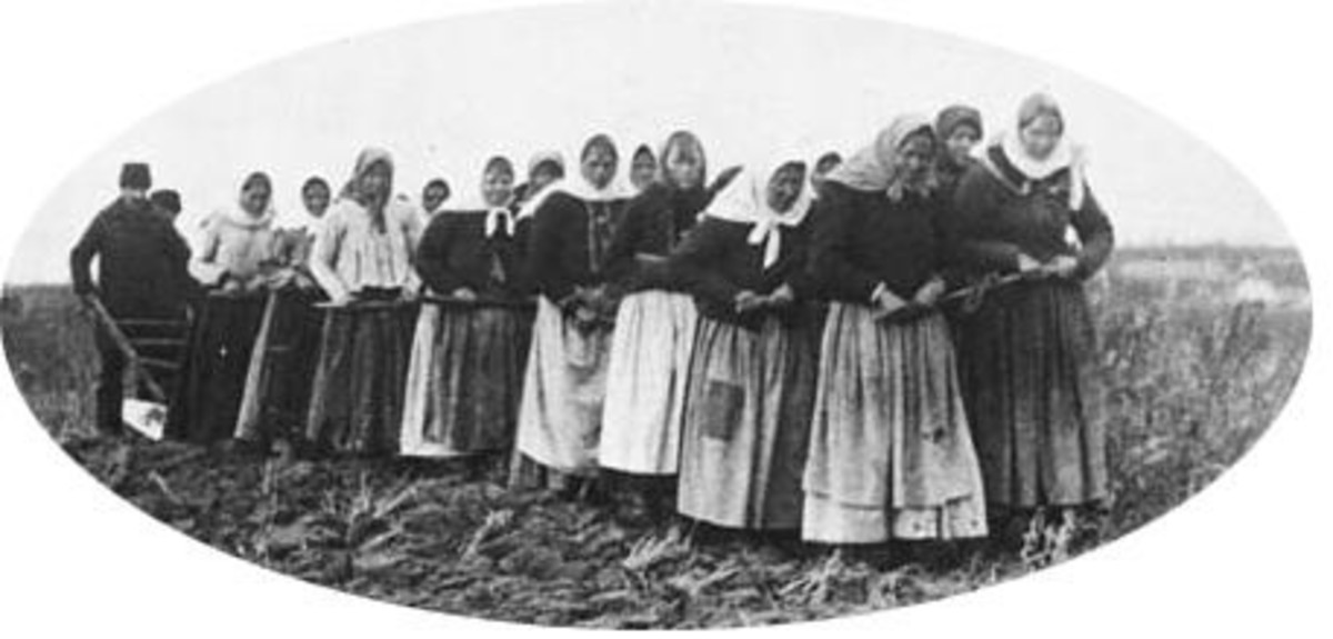 Doukhobor women hitched to a plough to break the Prairie sod in 1899.