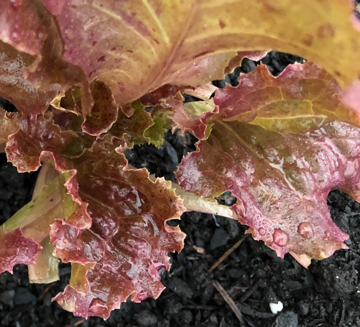 Baby Red Sails lettuce in my garden
