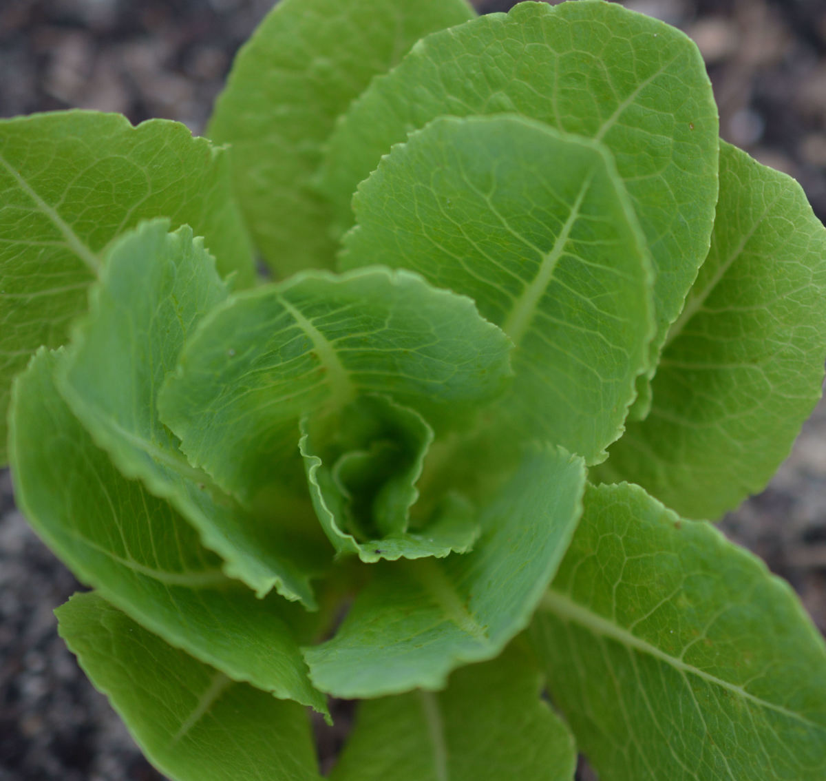 Baby romaine lettuce growing in my garden