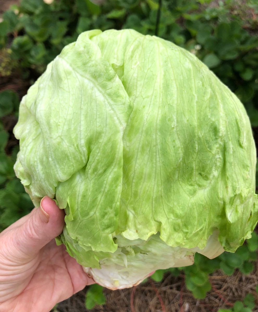A lovely head of iceberg lettuce