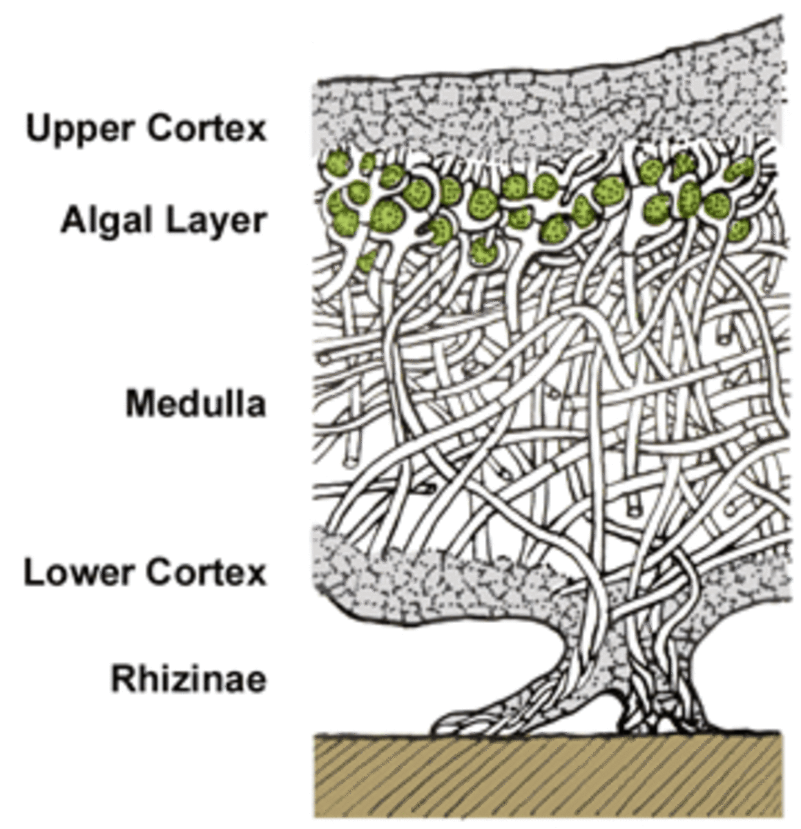 Structure of a lichen tallus.