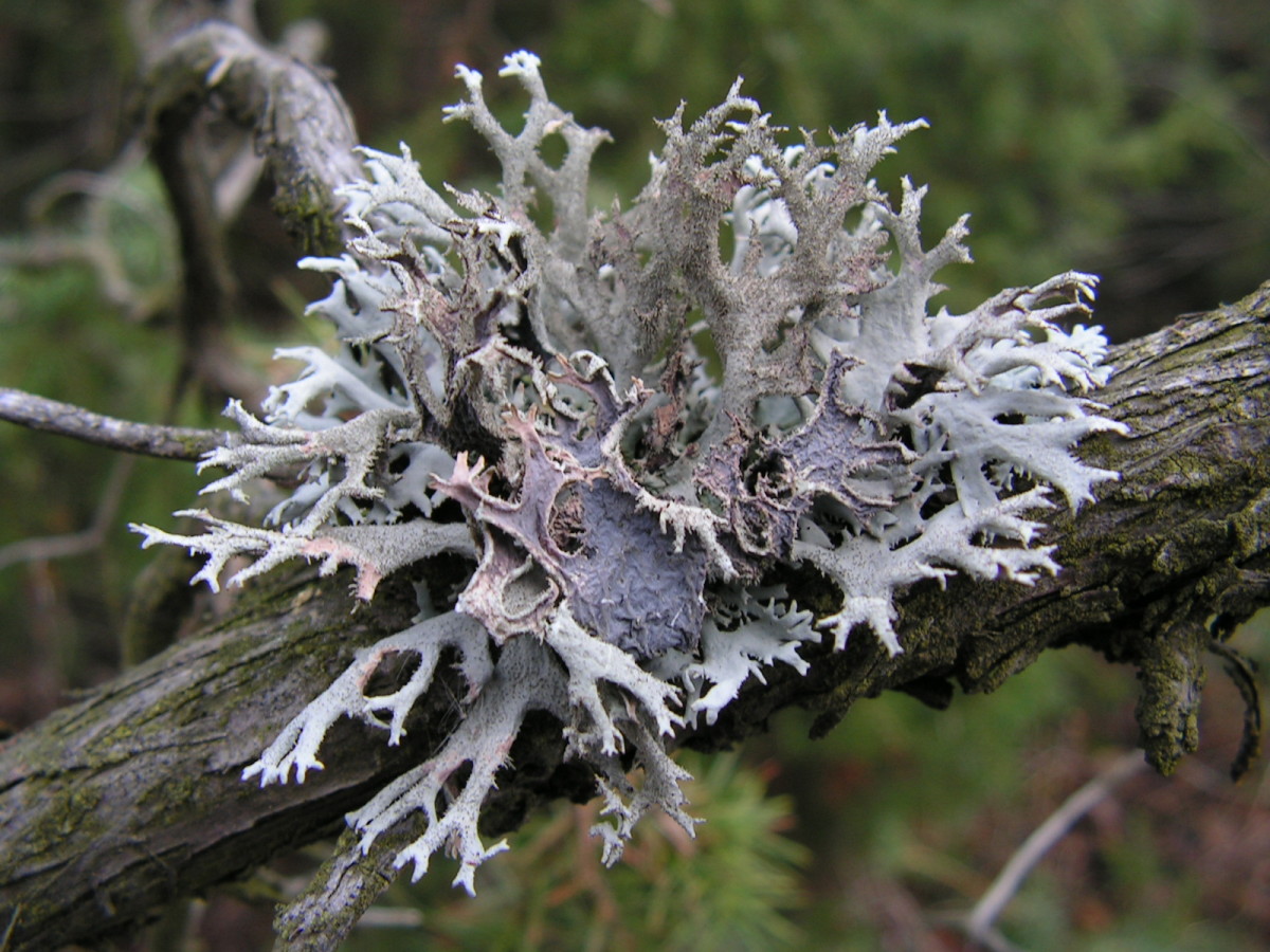 A branched lichen.