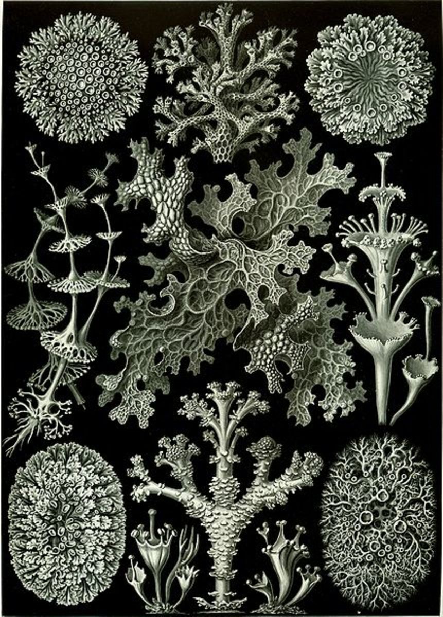 Several species of  from Ernst Haeckel's Artforms of Nature, 1904.