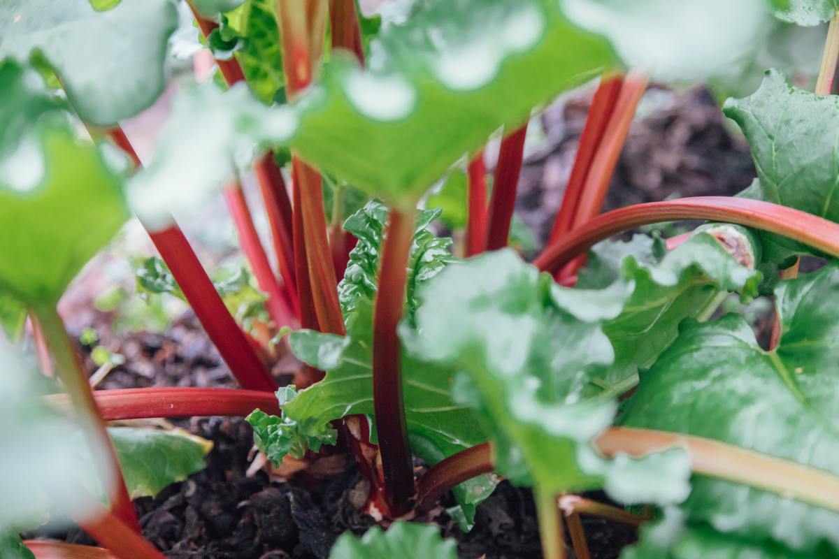How to Harvest Rhubarb in the Home Garden