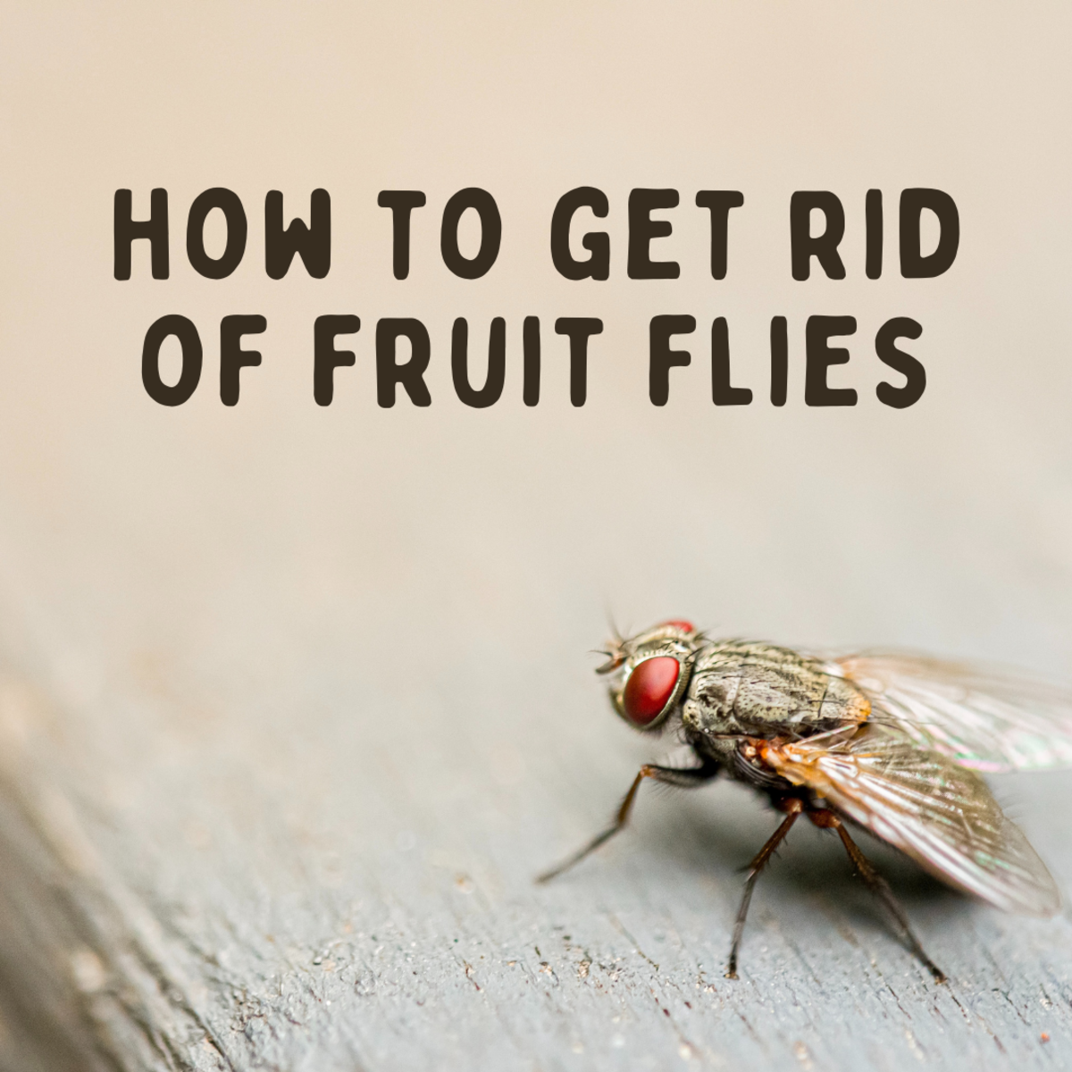 How To Get Rid Of Fruit Flies Fast Dengarden