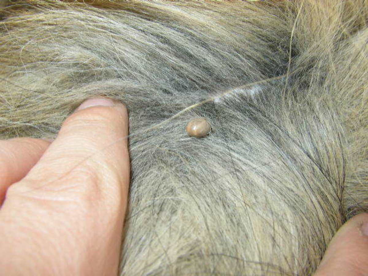 This article will cover how to remove ticks from your
dog.