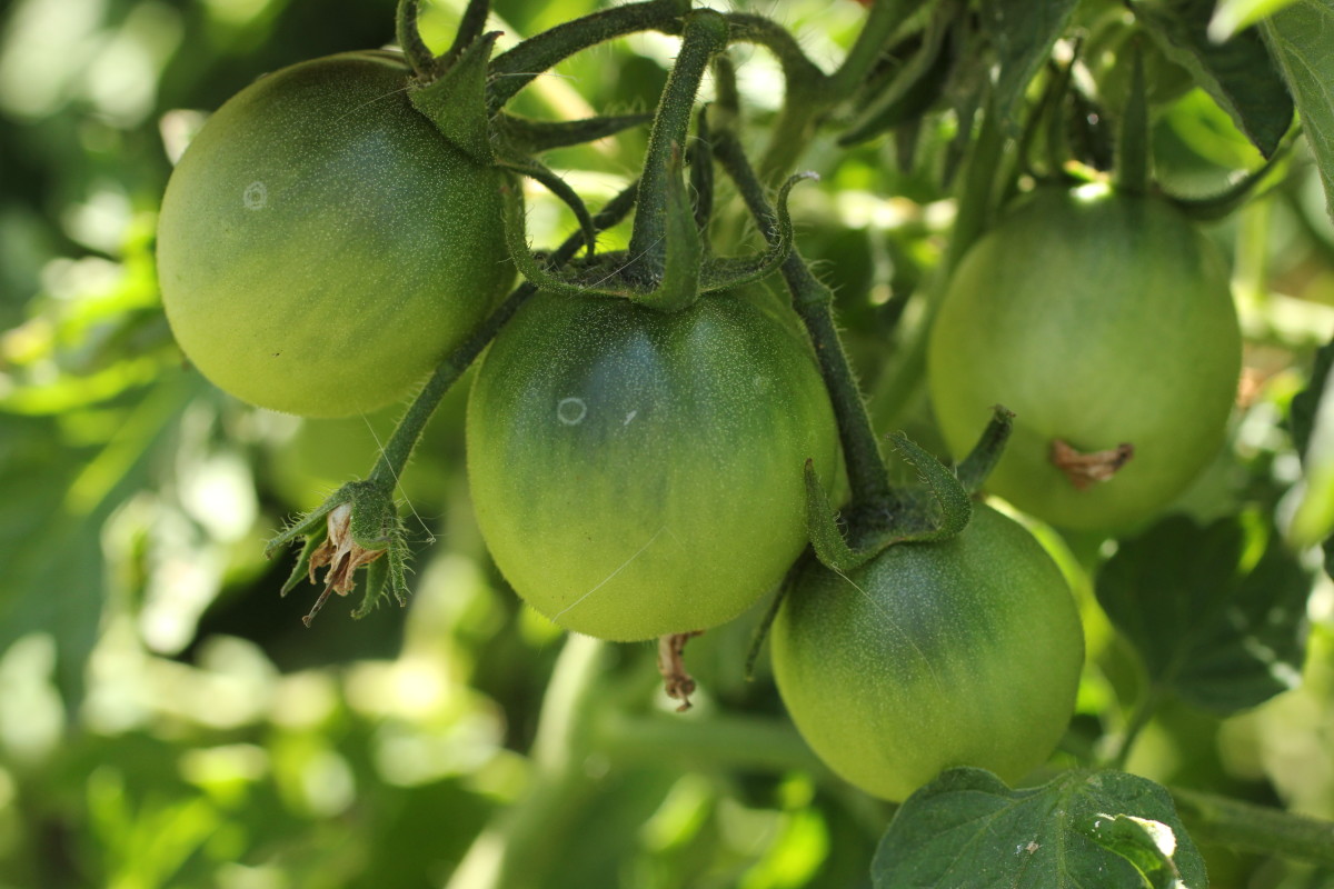 6 Ways to Ripen Green Tomatoes Indoors Dengarden