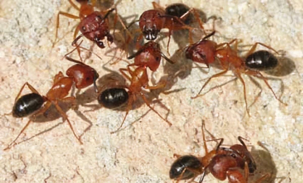 red-ants-in-florida