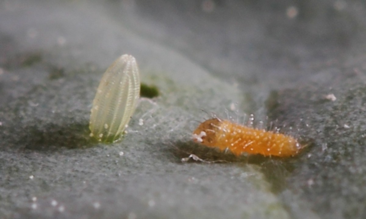 Baby cabbage white caterpillar and the egg it just hatched out of.