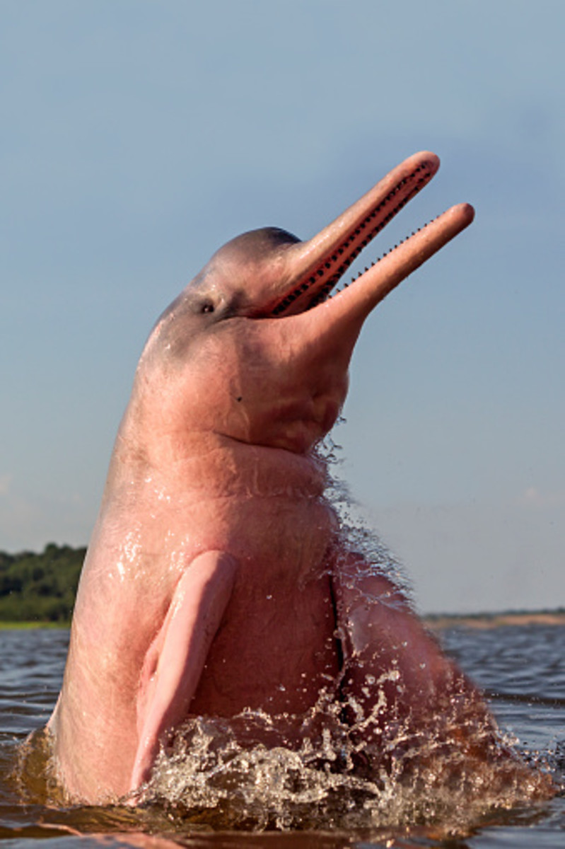 粉红海豚和美人鱼的相似之处比你想象的要多。