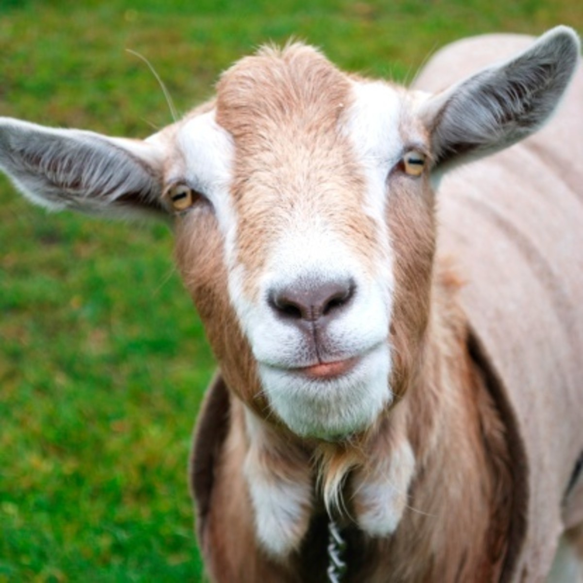 这只山羊有些令人厌恶的外表让一些人认为它是在招惹邪恶。