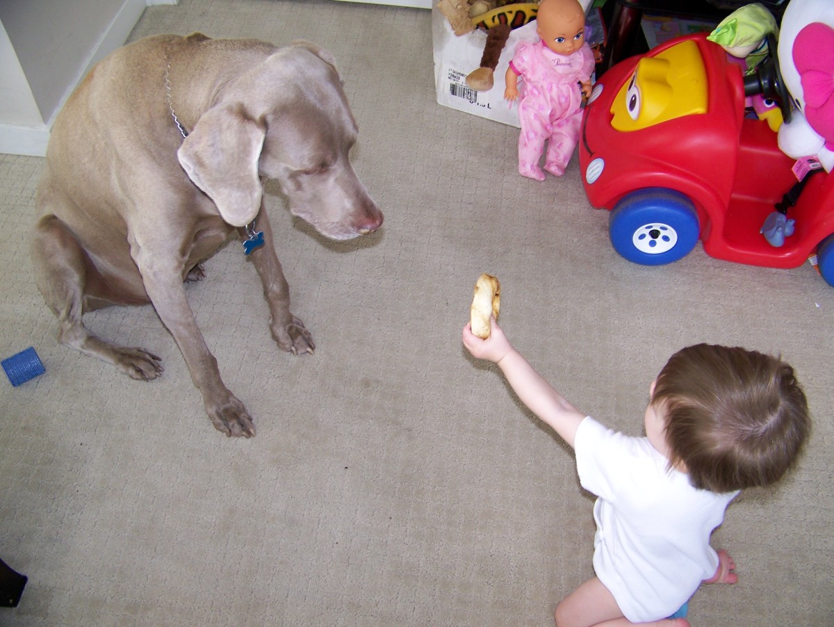 What Human Infants Learn From Growing Up With a Family Dog