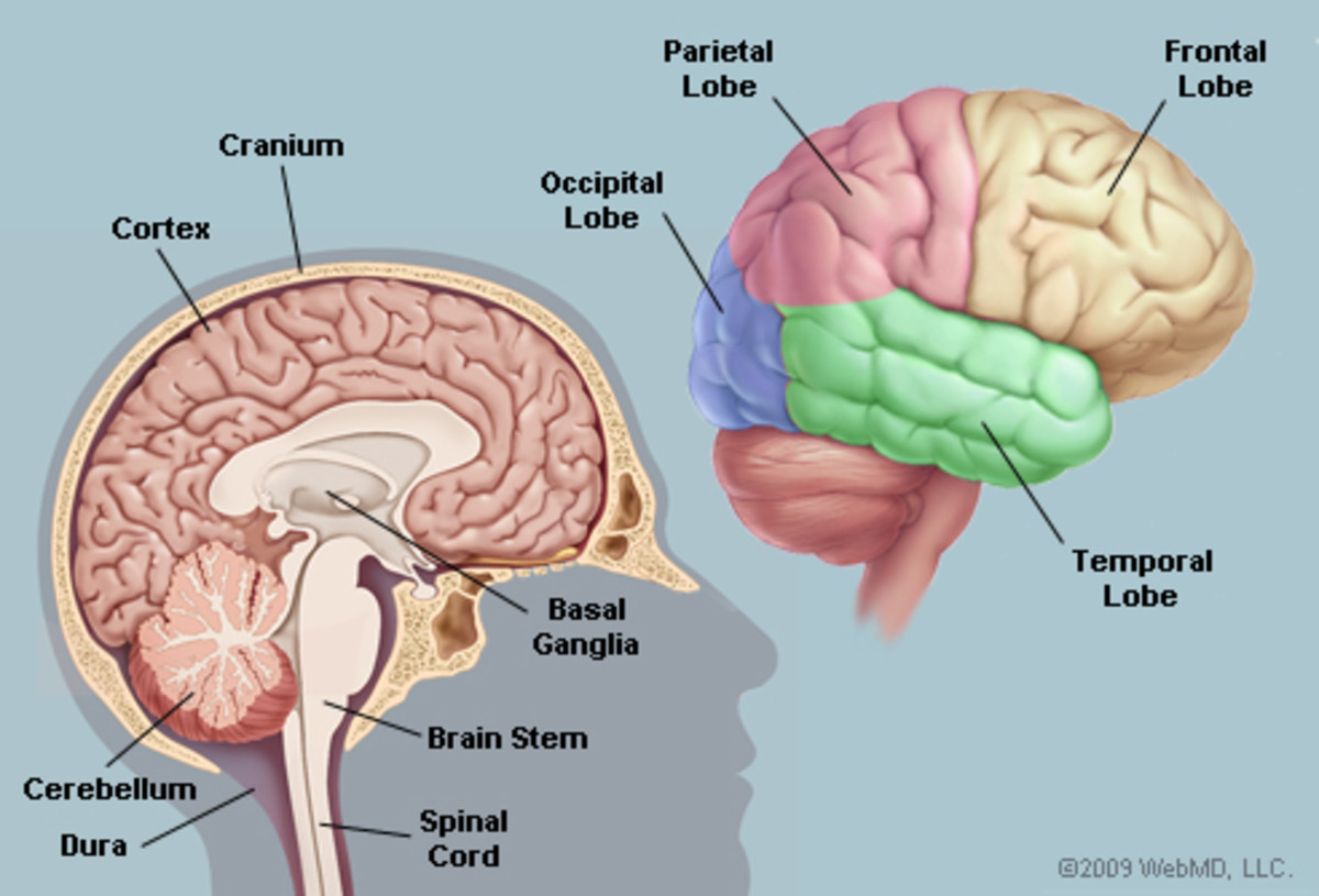 neuroanatomyexplained
