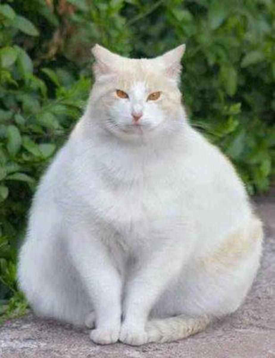 obesity-in-cats