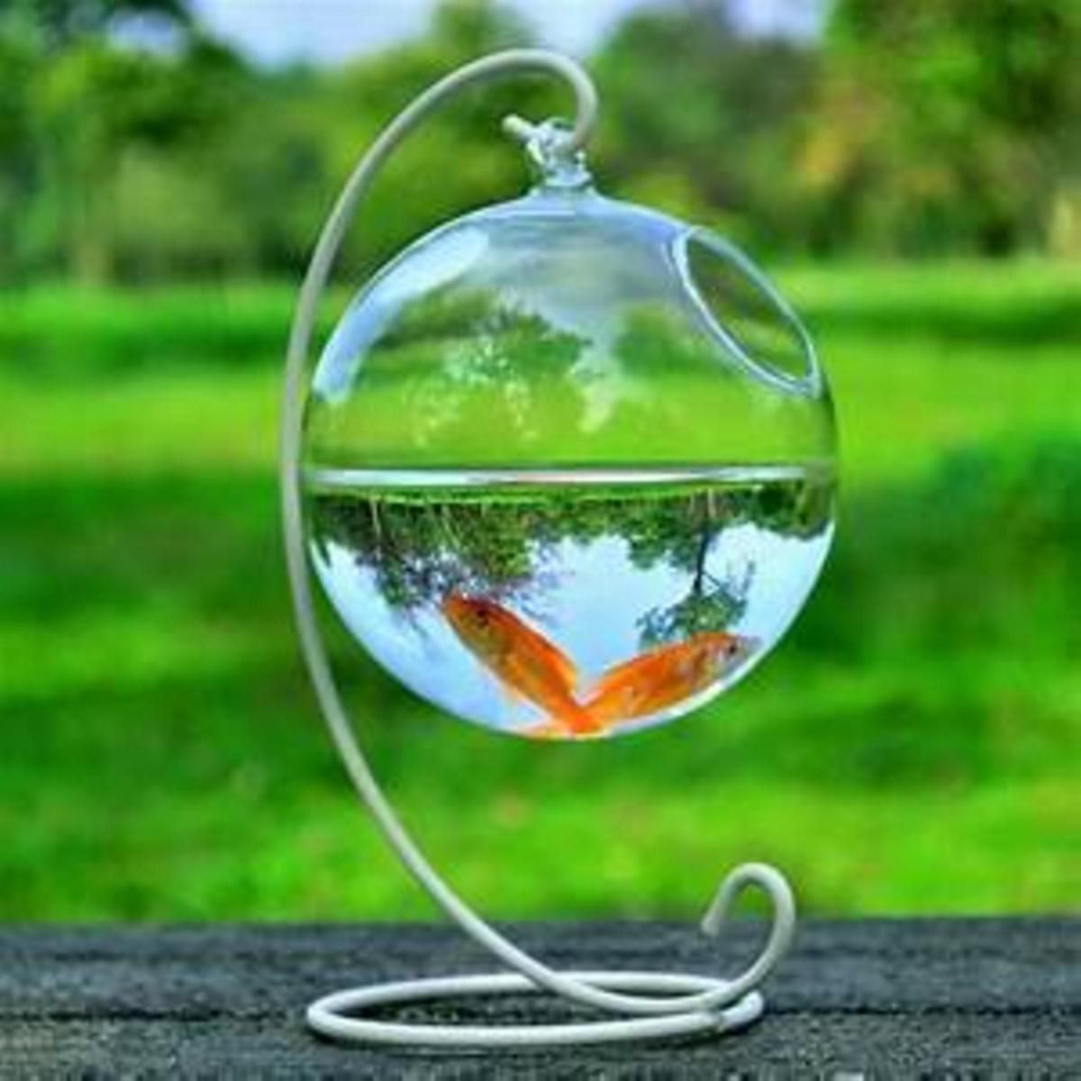 different-types-of-aquariums-for-your-home