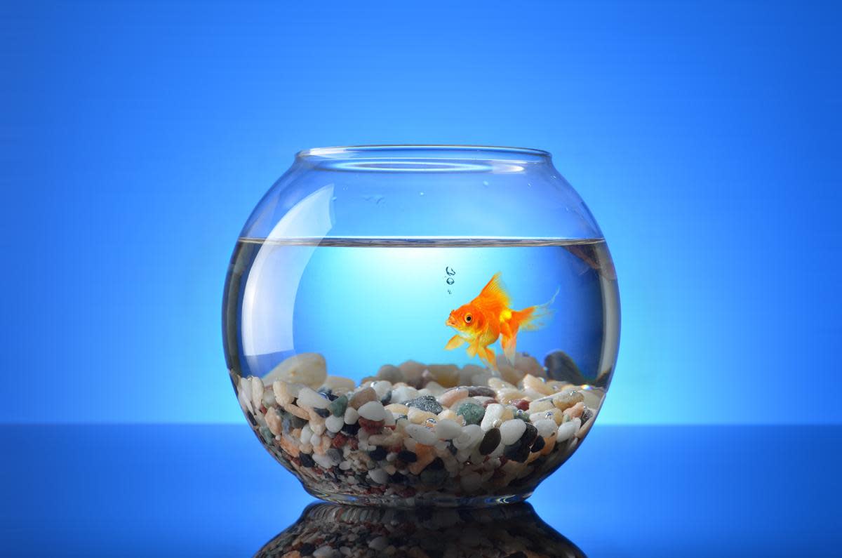 Different Types of Aquariums for Your Home