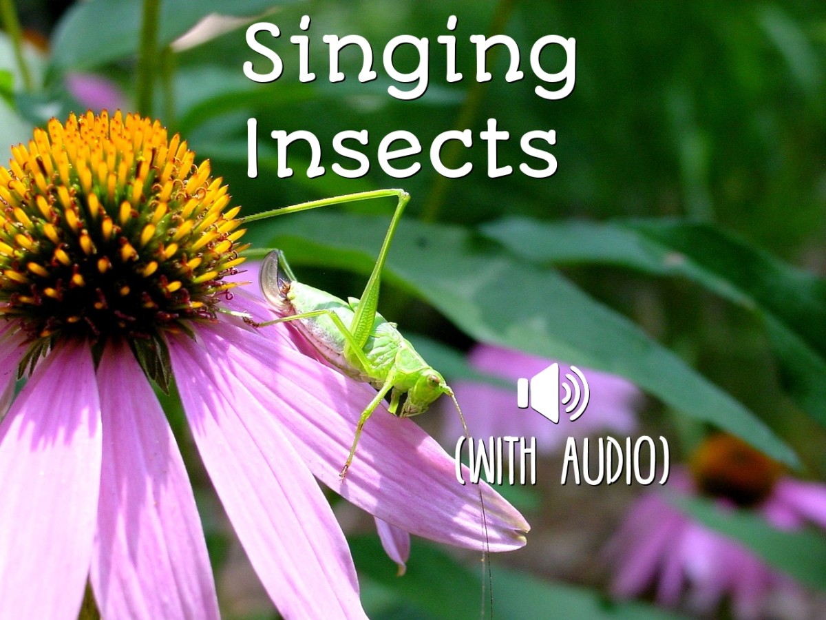 Singing Insects: Identification Guide to Insects That Sing (With Audio)