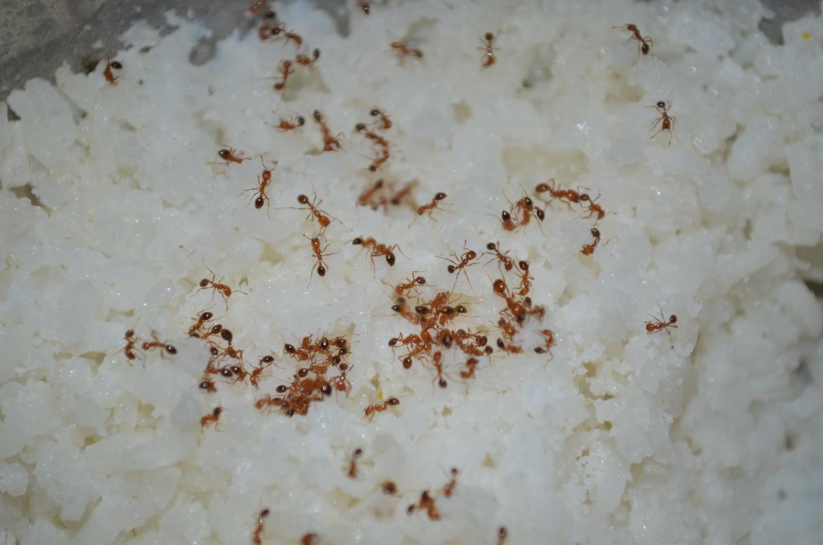 Ants love to eat and can easily detect food or packaging left out.