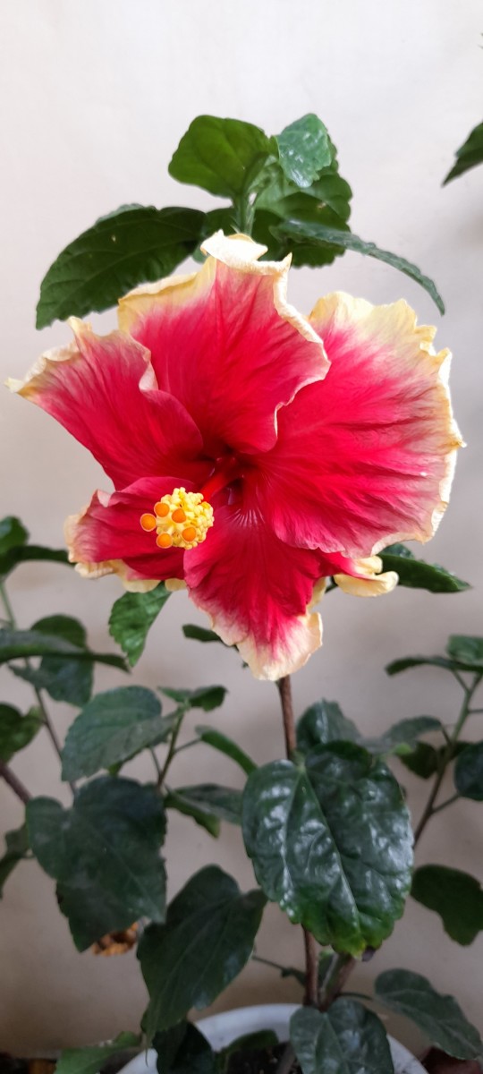 This Hibiscus flower blooms with confidence as it shows its beauty given by the Creator. It entrusted its fate to the Lord God above that even though it lives only for a day,it has served its purpose God has entrusted to it.