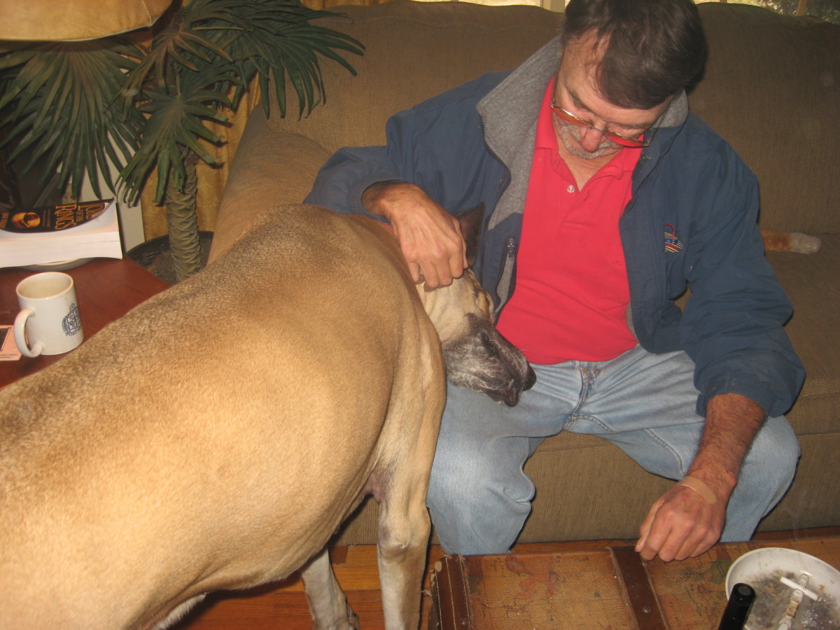 Great Danes are loving and easy to train.