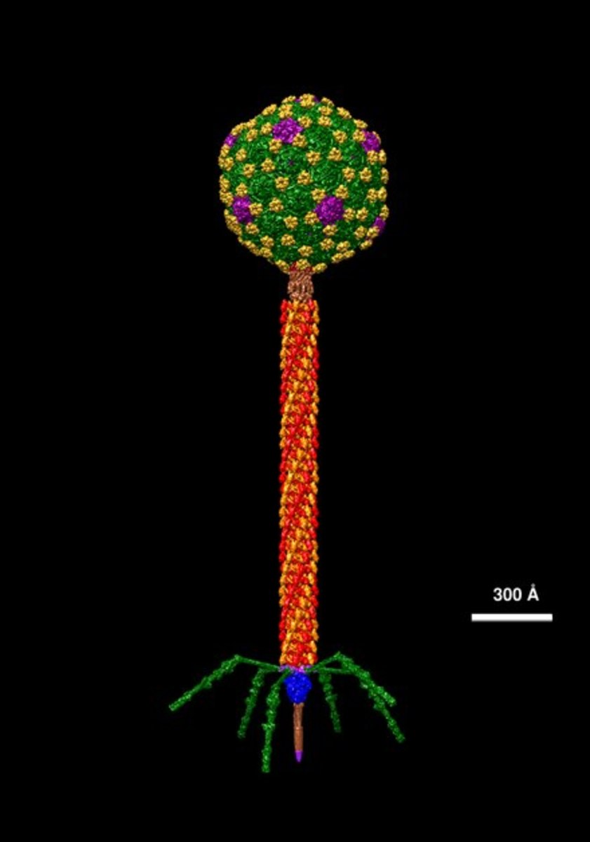 Bacteriophage Lambda Structural Model at Atomic Resolution