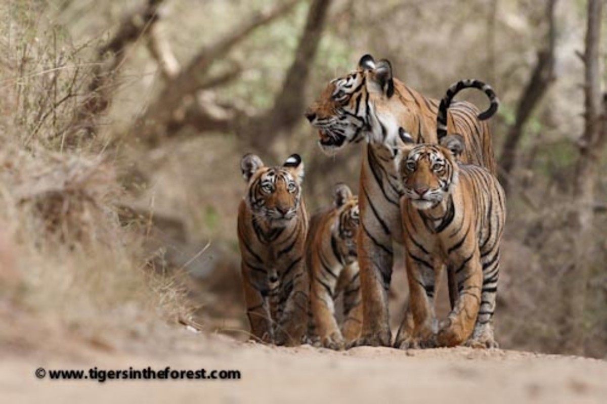 Tiger family 