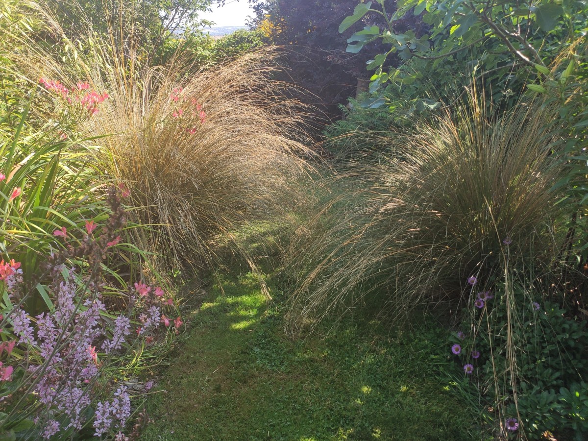 Red Tussock Grass requires no maintenance and adds gorgeous movement to the garden.