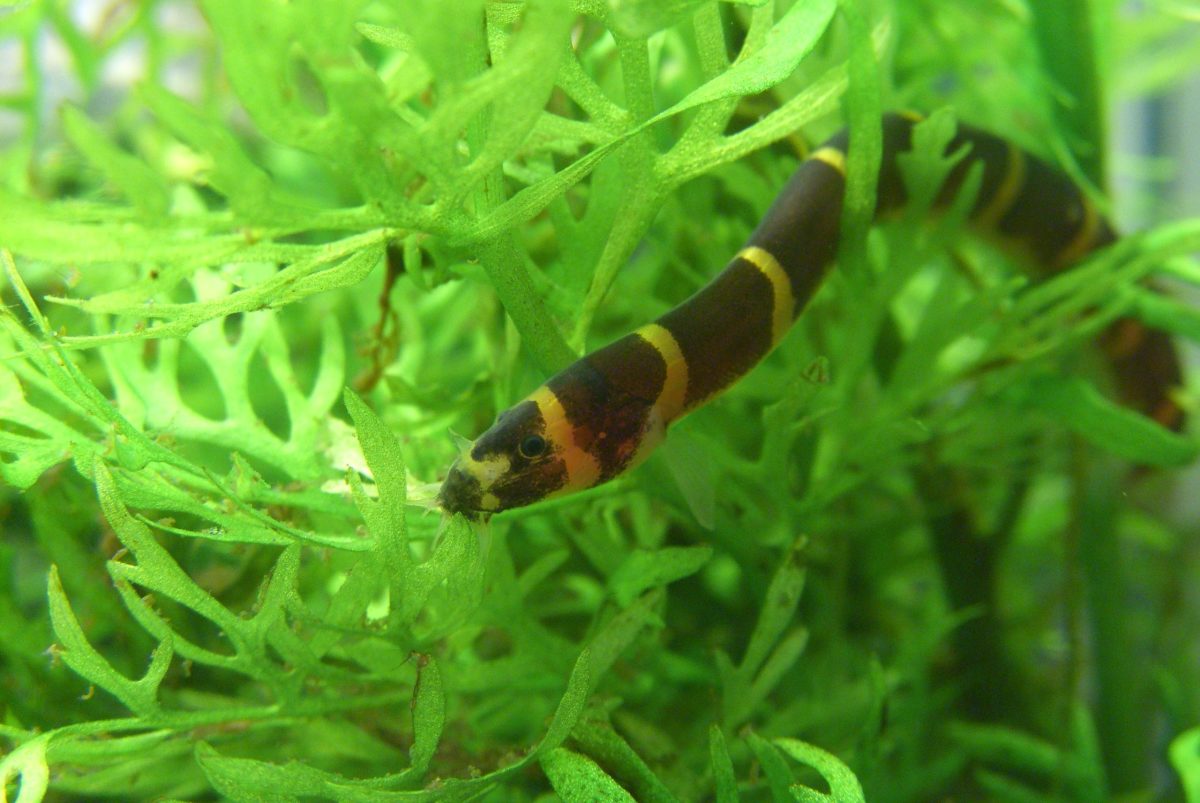 Loaches are bottom dwellers that will not disturb the Betta, and keep the tank free of fallen food.