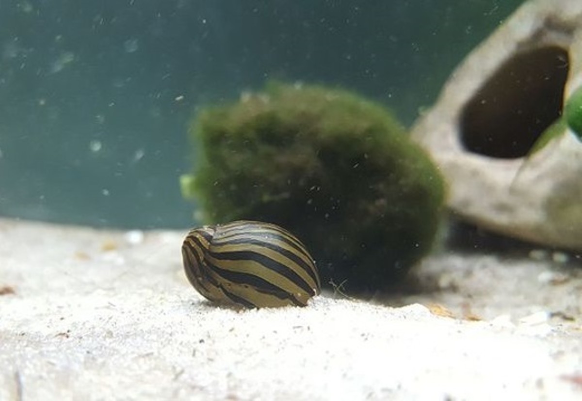 The Nerite snail is exotically striped and will not harm your Betta. They multiply quickly once placed in the aquarium.