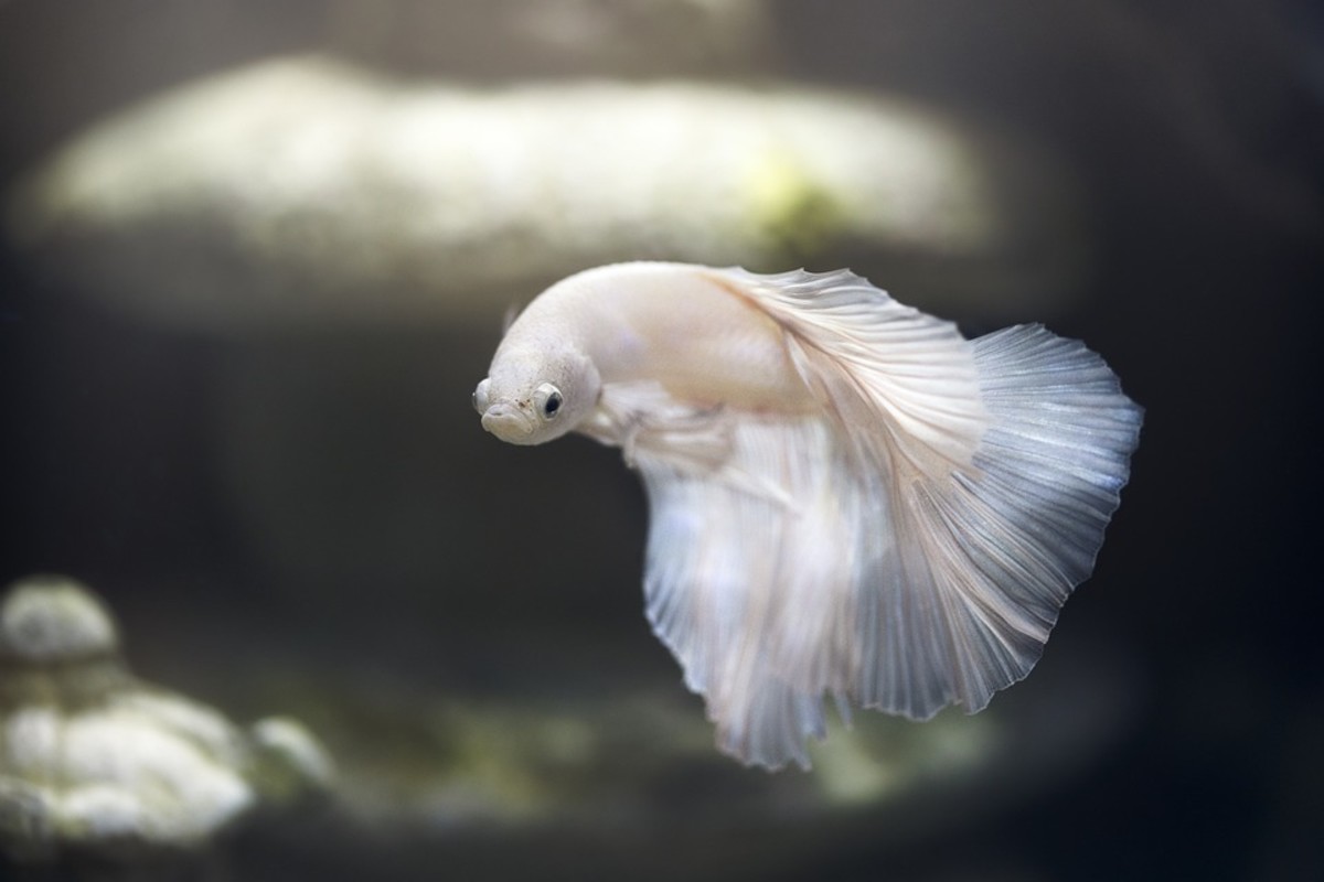 Keeping a gorgeous Betta means you may keep a beautiful aquarium with a variety of fish. The Betta and it's tank mates can be happy little swimmers in the tank set up of your choice. Enjoy!