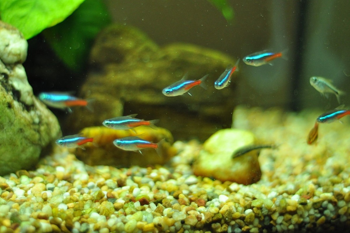 Blue Neon Tetras school together in synchrony. Giving an aquarium the appearance of an underwater world. Neon tetras are harmless to Bettas.