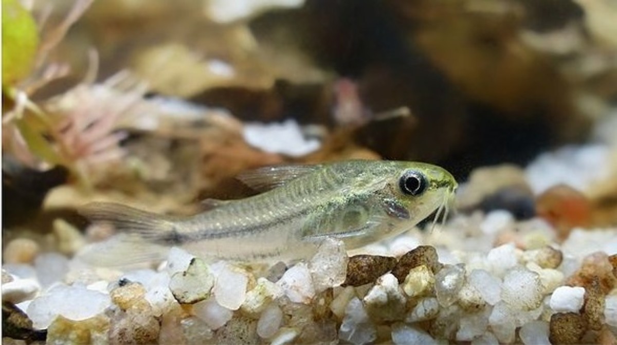 The Pygmy Corydora is a suitable fish for smaller tanks. Cory fish do not disturb Bettas and sift through the substrate collecting food.