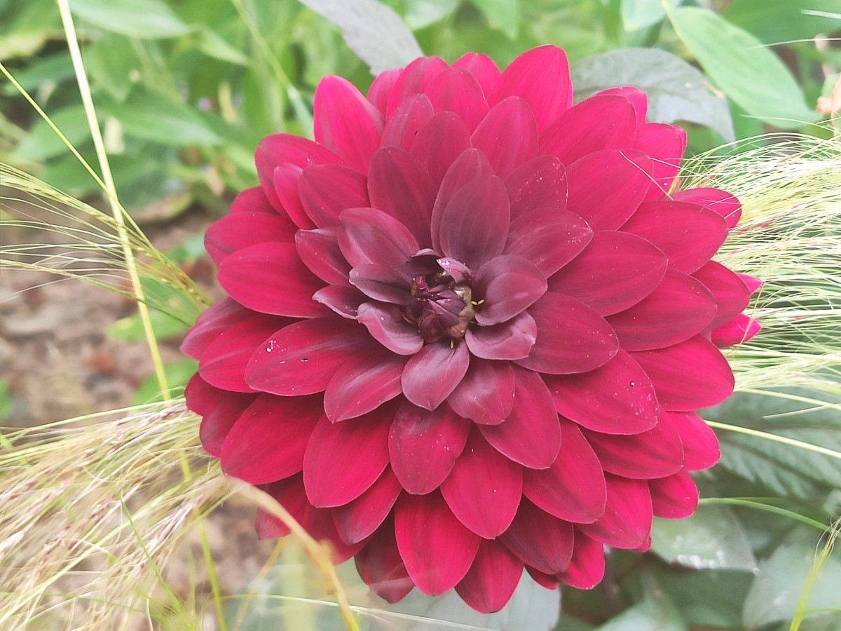 How to Deadhead Dahlias to Keep Them Blooming All Summer