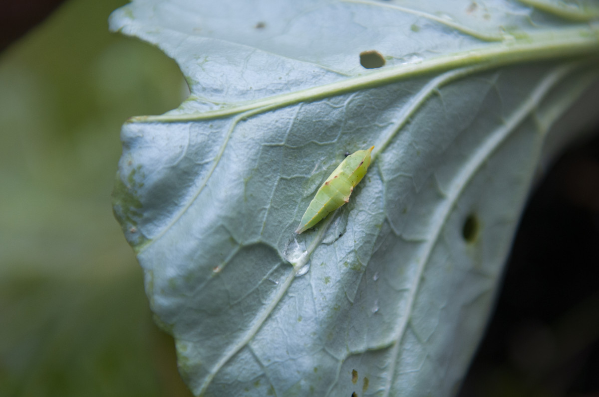 How to Get Rid of Cabbage Worms Safely and Naturally