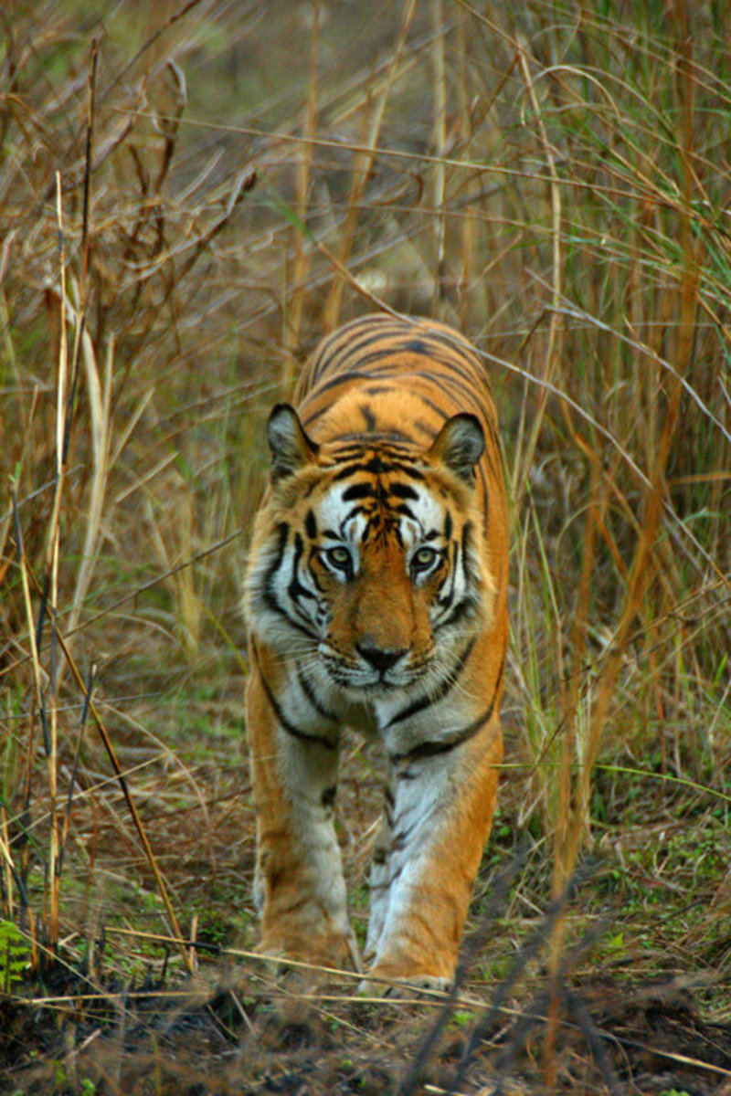Pench National Park in MP in India