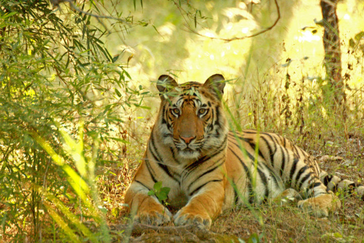 Pench National Park in MP in India - HubPages