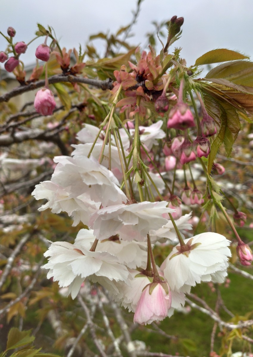 How to Prune a Flowering Cherry Blossom Tree