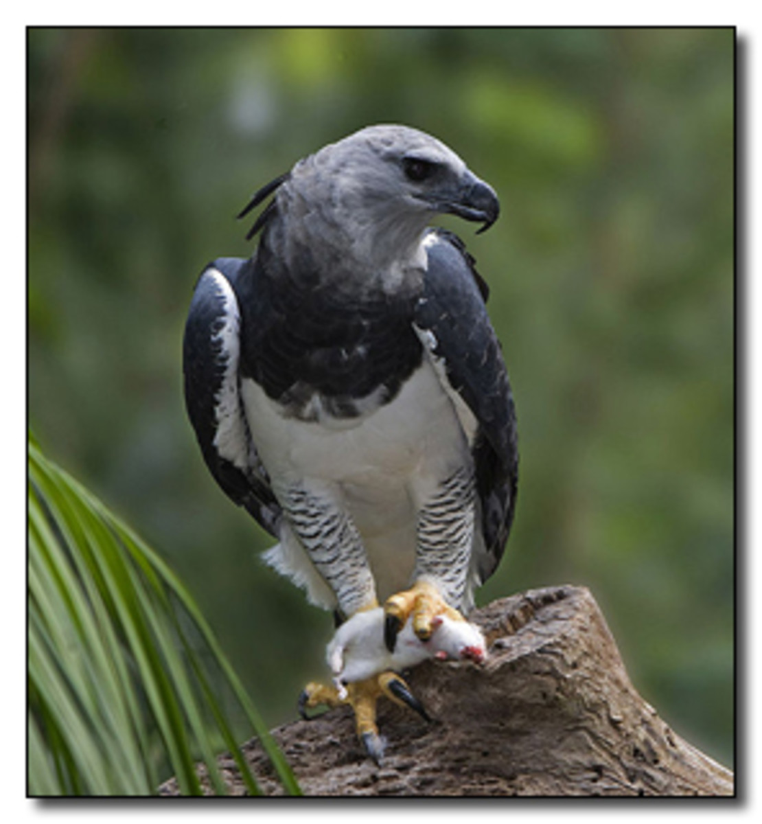 A harpy eagle with a fresh kill. Note the giant claws.