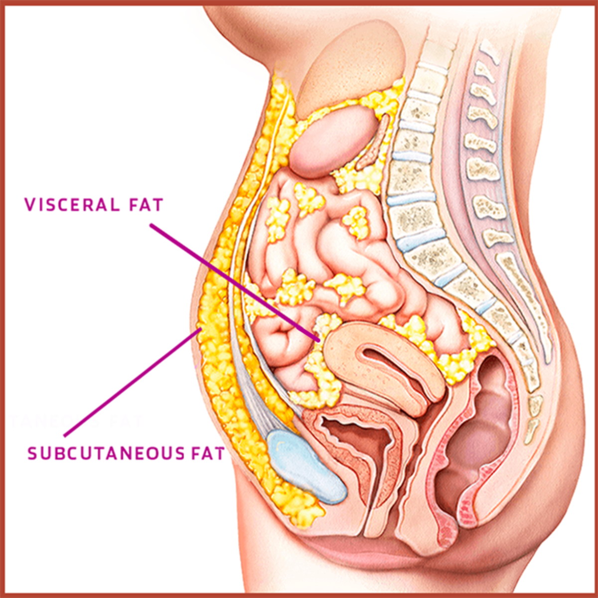 You cannot grip visceral fat but it is still there, deep inside the body.