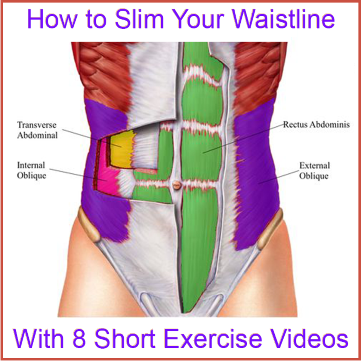 Muscles that can be trained to slim the waistline.