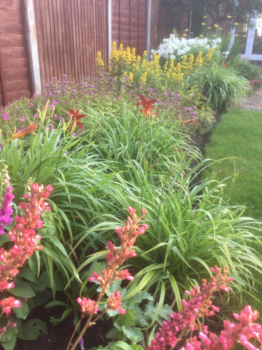 Early summer in my long border. The tulips and forget-me-nots of springtime are over and the summer perennials are shooting up. Heuchera and day lilies in the foreground
